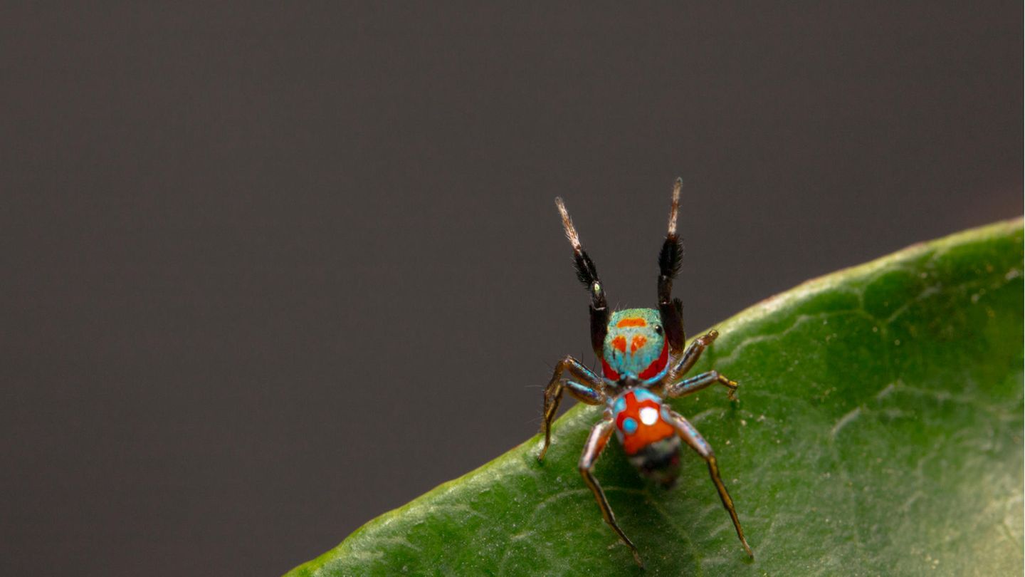 Die Springspinne S. collingwoodi stellt kleinen Insekten nach und imitiert Ameisen – um nicht selbst gefressen zu werden