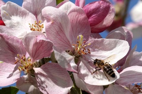 Eine Biene bedient sich im mecklenburgischen Gnoien an einer Apfelblüte
