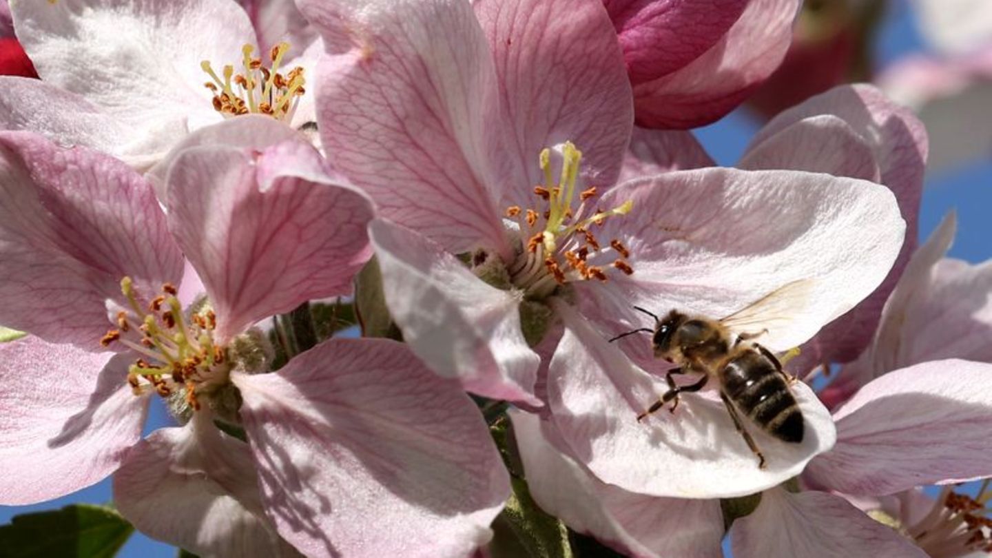 Eine Biene bedient sich im mecklenburgischen Gnoien an einer Apfelblüte
