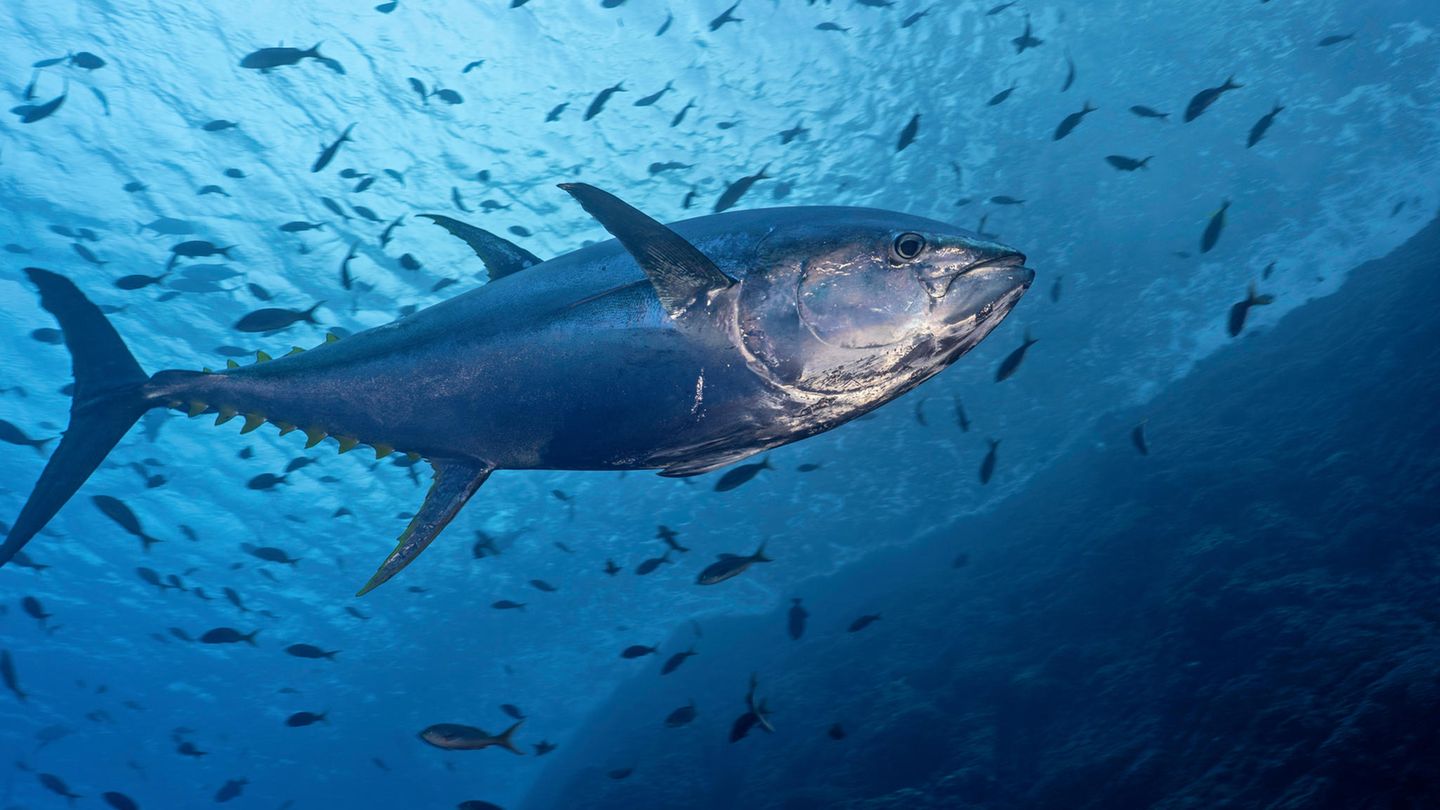 Thunfisch im Meer