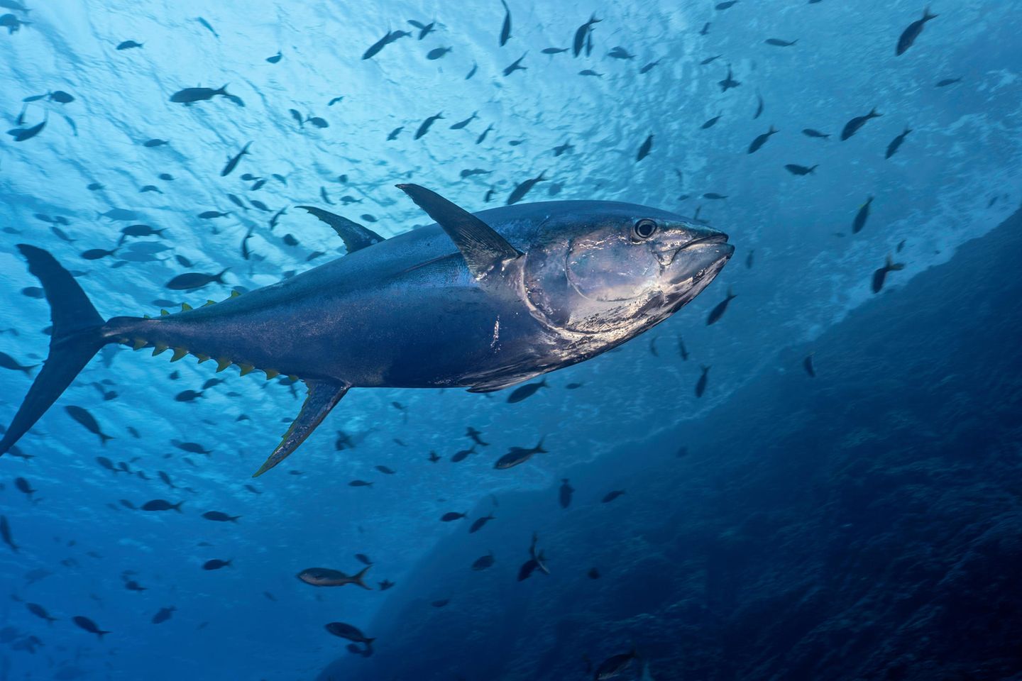 Thunfisch im Meer
