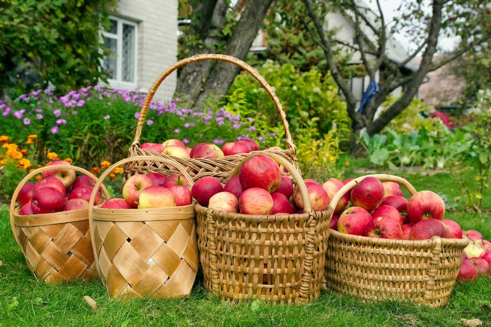 Apfelernte im Vorgarten