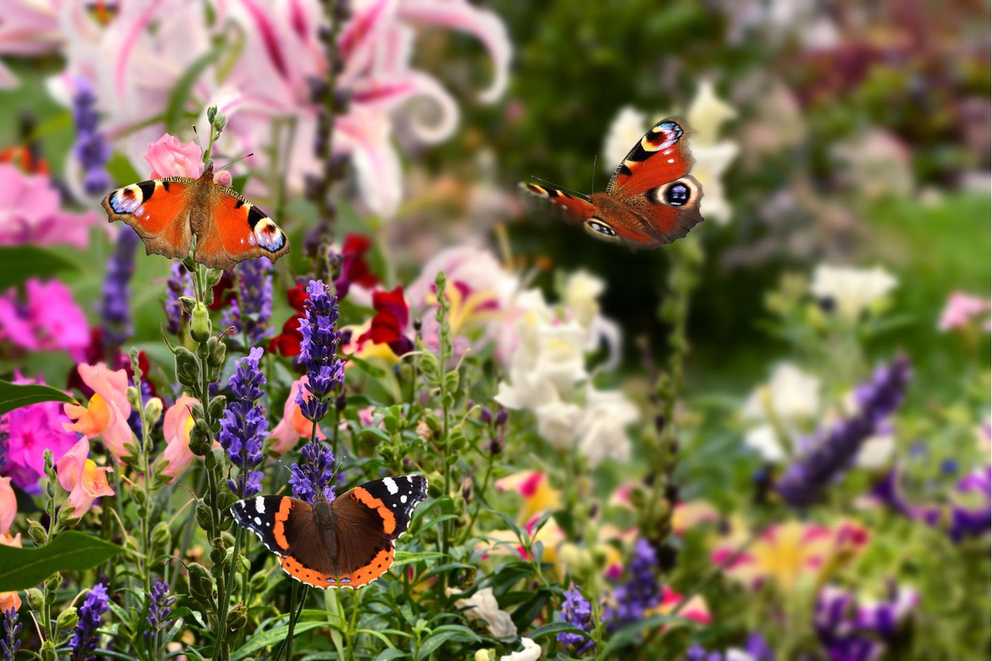 Schmetterlinge auf der Blumenwiese