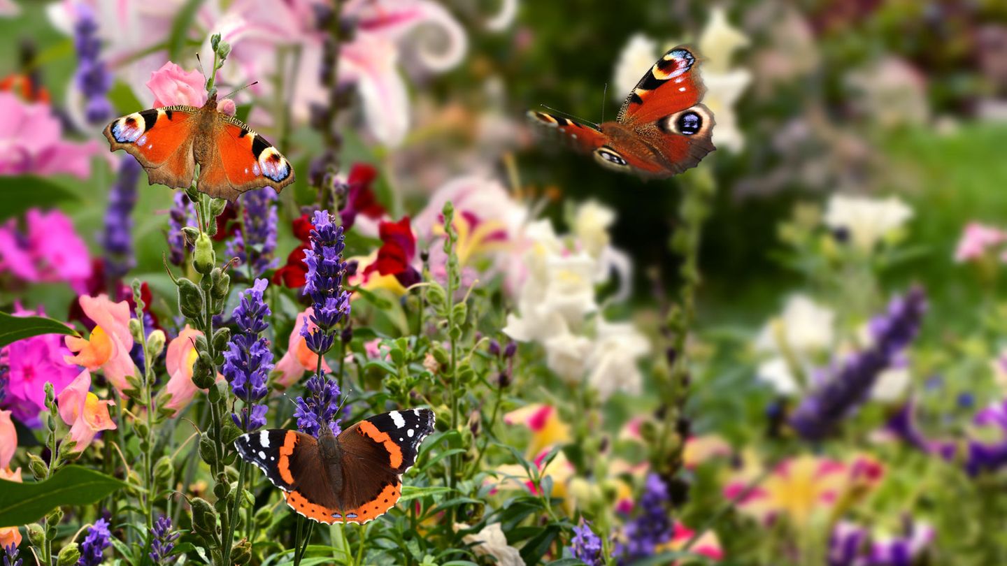 Schmetterlinge auf der Blumenwiese