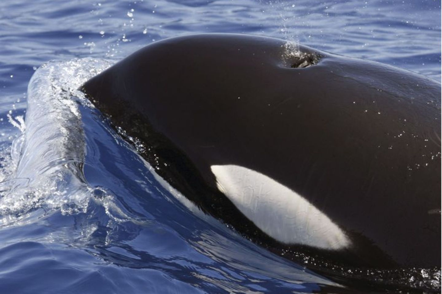 Ein Orca (Schwertwal) im Meer vor Lanzarote. Foto: SECAC/Monica Perez/epa efe/dpa