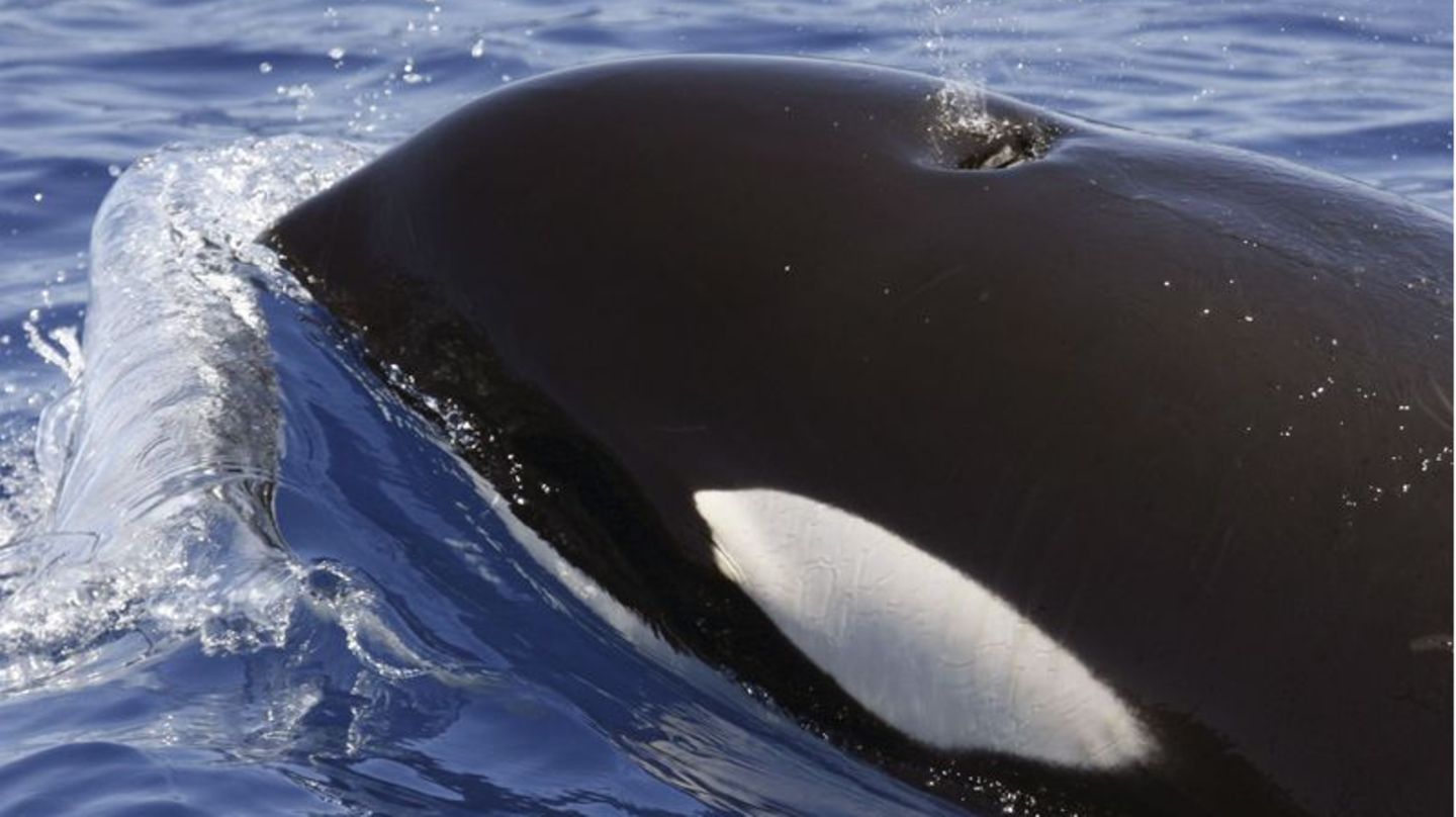 Ein Orca (Schwertwal) im Meer vor Lanzarote. Foto: SECAC/Monica Perez/epa efe/dpa