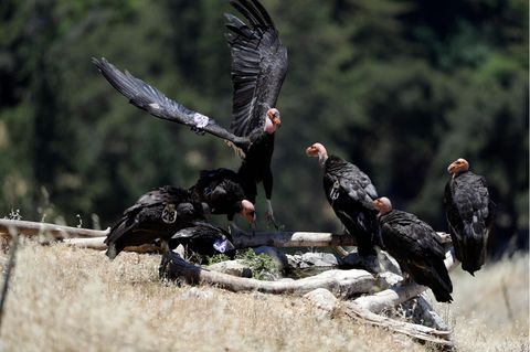 Sollen gegen die Vogelgrippe geimpft werden: Kalifornische Kondore haben sich um eine Wasserstelle herum versammelt