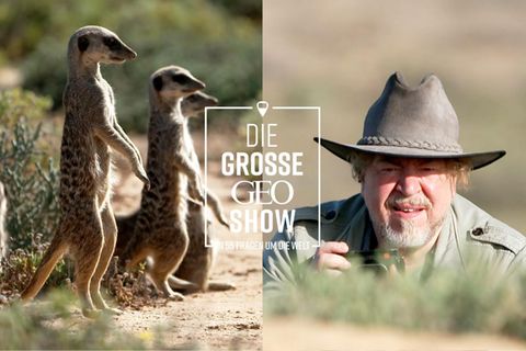 Armin Rohde fotografiert Erdmännchen