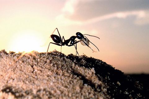 Ameise in Wüste auf Sandhügel vor Sonnenuntergang