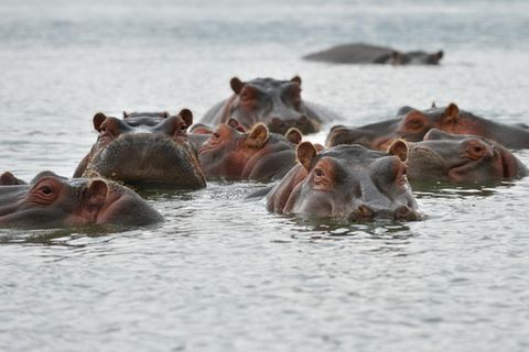 Flusspferde im Wasser