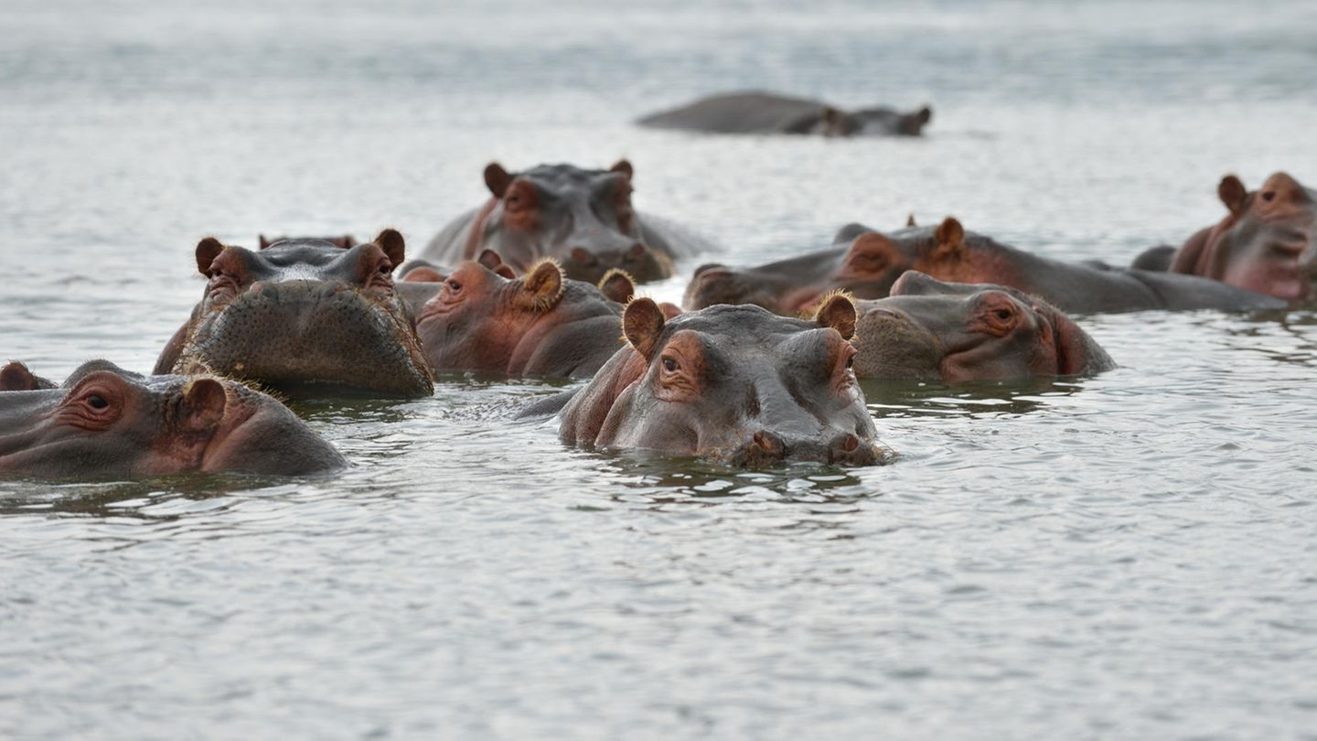 Flusspferde im Wasser