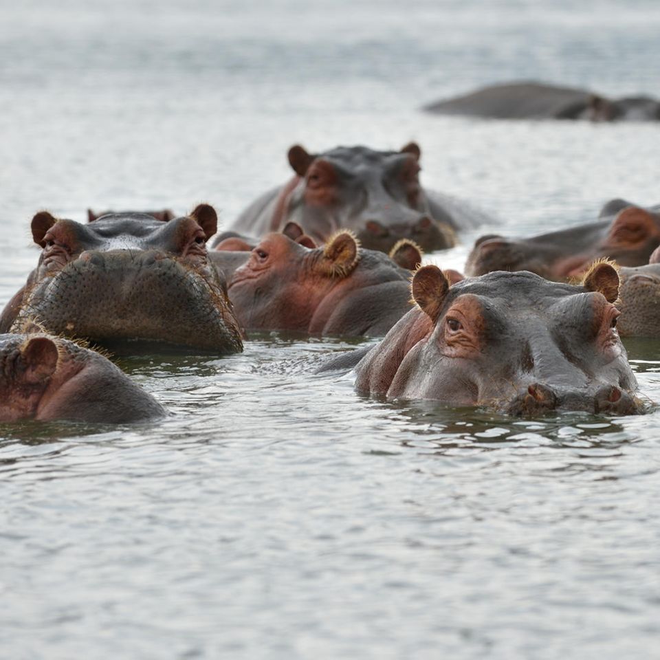 Flusspferde im Wasser