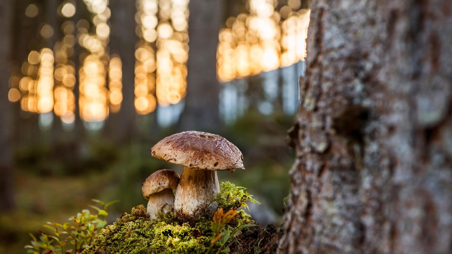 Steinpilze im Wald neben Baum