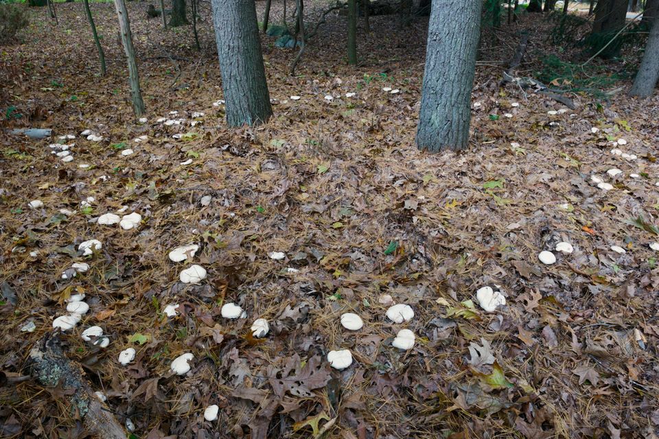 Kreisförmige Ansammlungen von Pilzfruchtkörpern werden im Volksmund "Hexenringe" genannt. Sie entstehen, weil sich das unterirdische Myzel des Pilzes gleich schnell in alle Richtungen ausbreitet