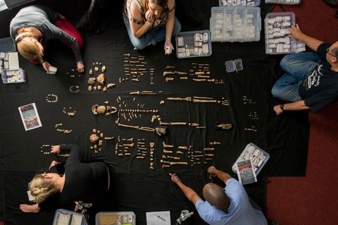 In this photo provided by National Geographic, researchers lay out fossils of Homo naledi at the University of the Witwatersrand's Evolutionary Studies Institute in Johannesburg, South Africa in 2014. The new species of human relative was discovered by a team led by National Geographic Explorer-in-Residence Lee Berger of the University of the Witwatersrand deep inside a cave located outside Johannesburg. In research released on Monday, June 5, 2023, scientists say they've found evidence that the ancient human cousin buried its dead and carved symbols into cave walls, actions previously tied only to bigger-brained species. (Robert Clark/National Geographic via AP)