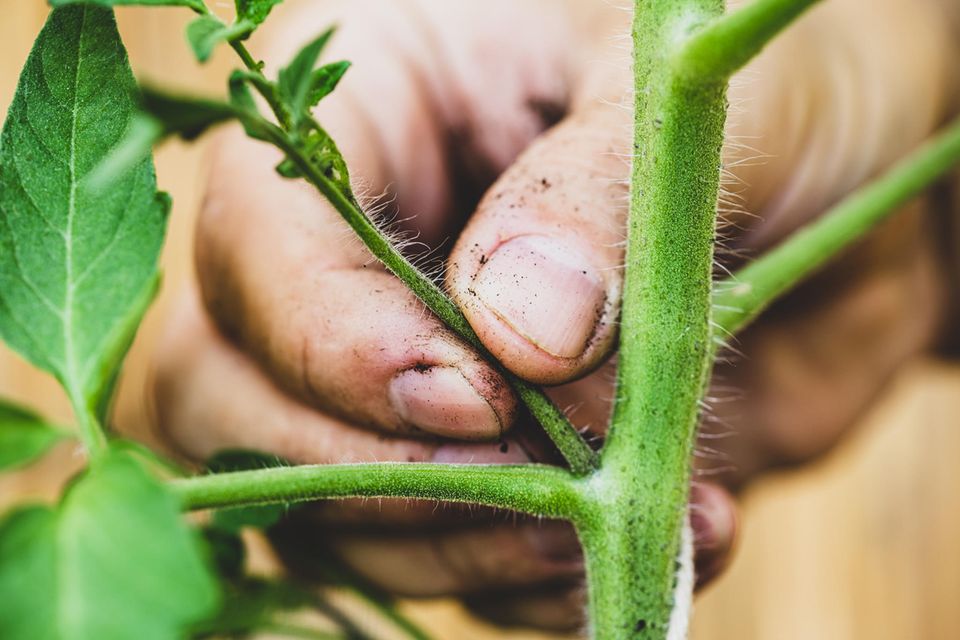 Wichtige Gartenarbeit im Juni: Tomaten ausgeizen