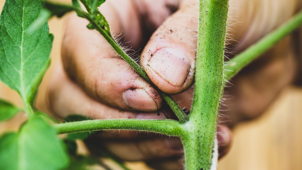 Wichtige Gartenarbeit im Juni: Tomaten ausgeizen