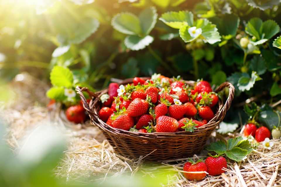 Reife Erdbeeren im Korb