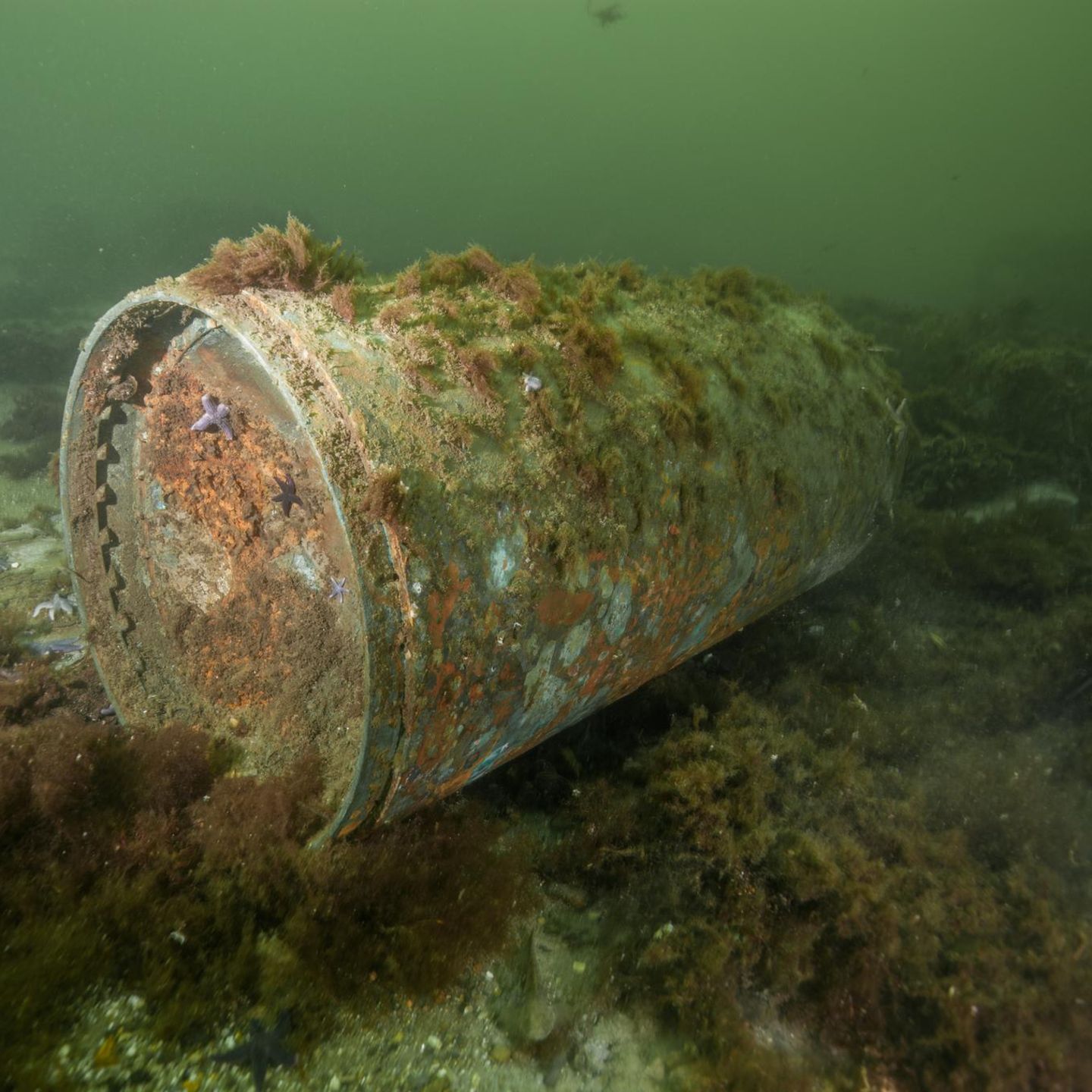 In der Kolberger Heide in der Kieler Bucht rostet dieser Torpedokopf – nur eine von vielen gefährlichen Altlasten aus zwei Weltkriegen