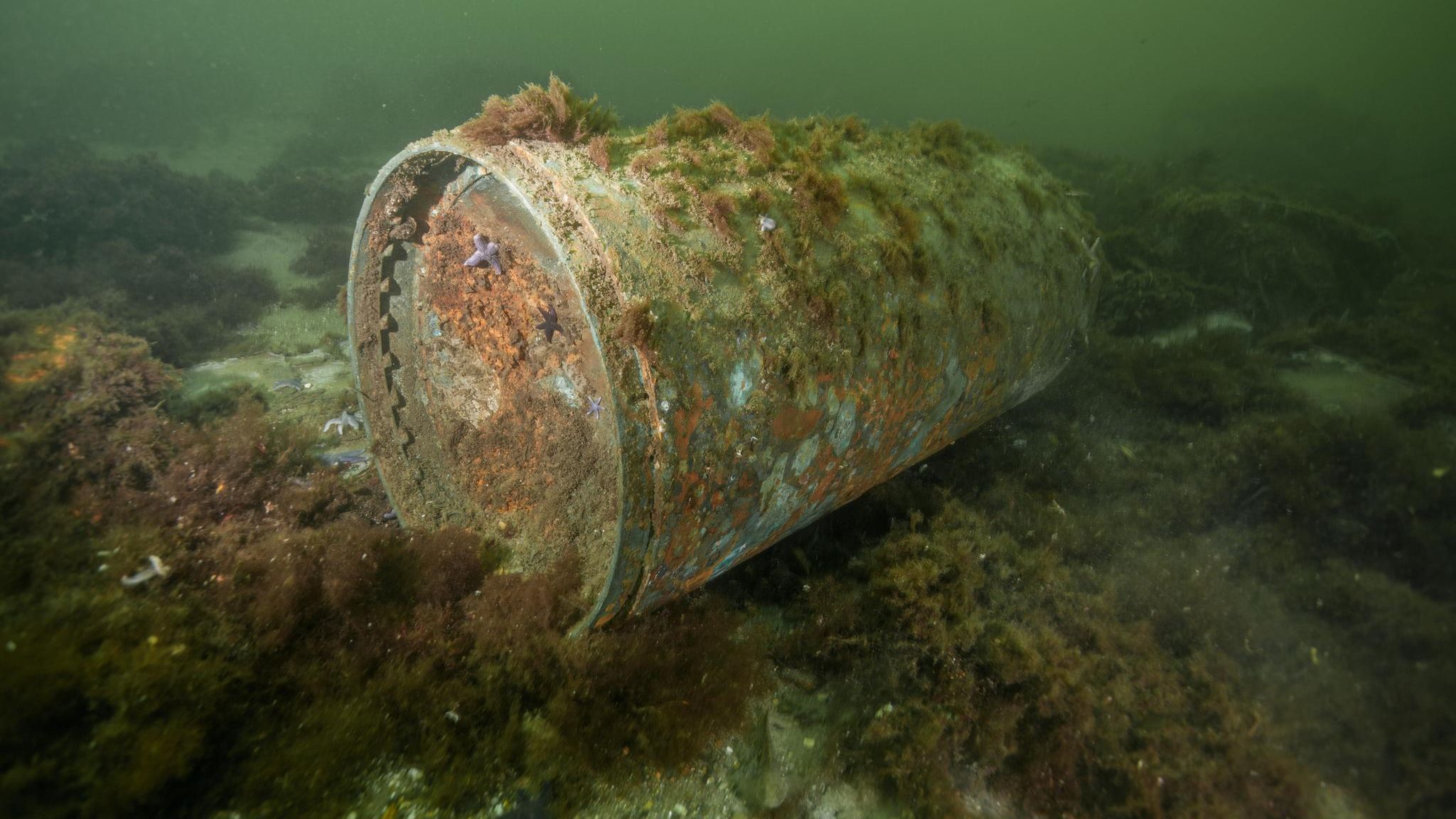 In der Kolberger Heide in der Kieler Bucht rostet dieser Torpedokopf – nur eine von vielen gefährlichen Altlasten aus zwei Weltkriegen