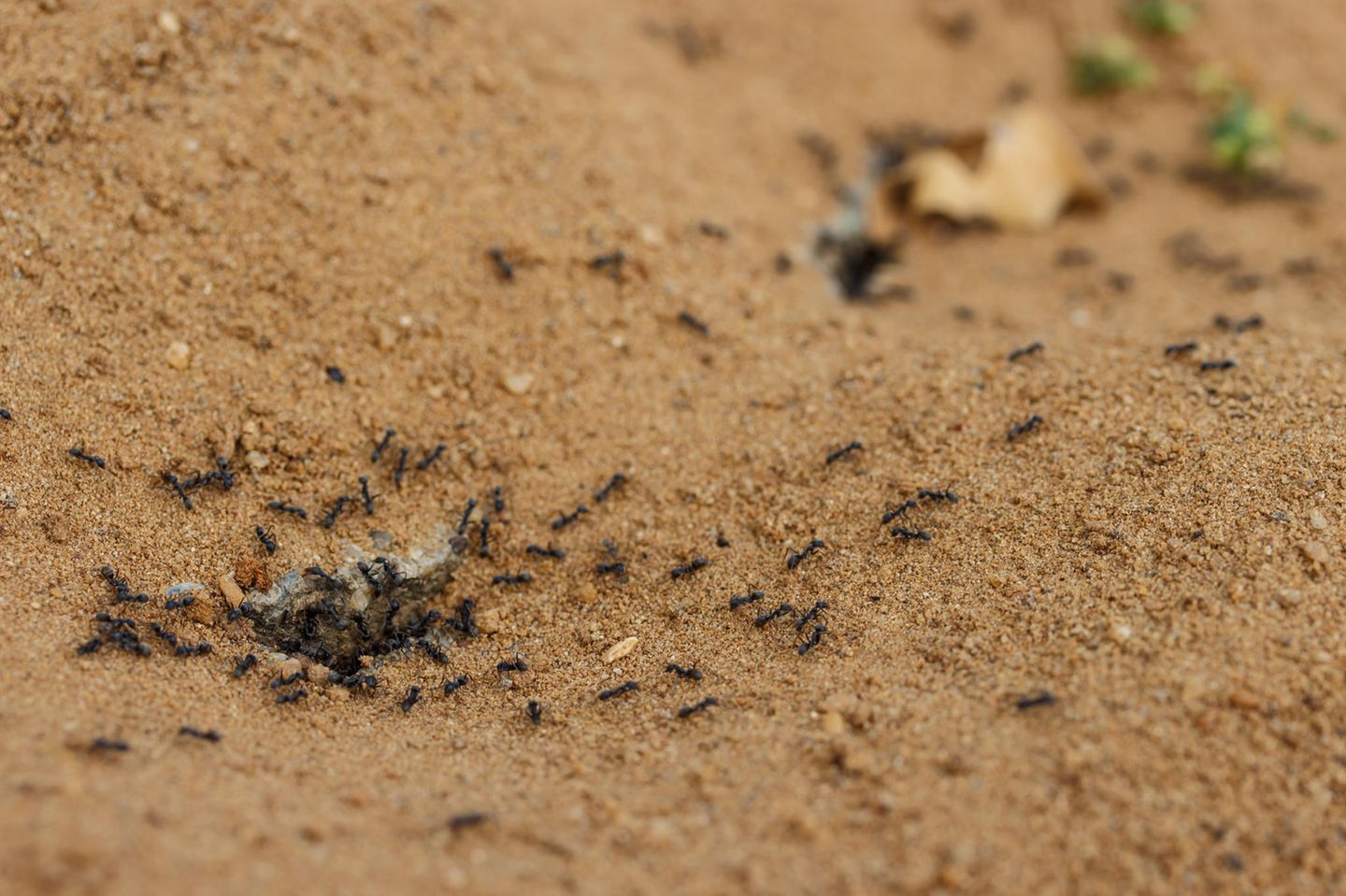 Ameisen im Sand