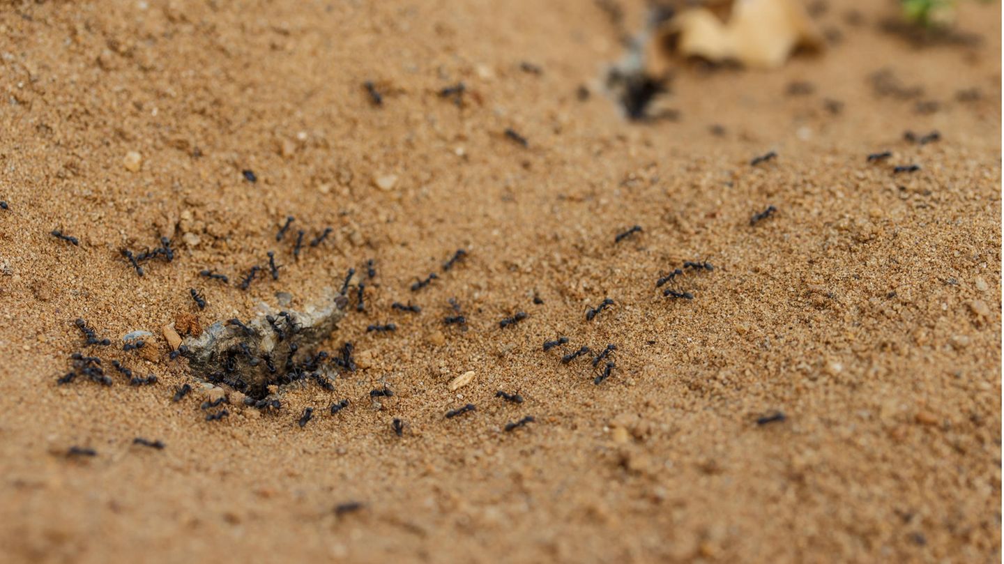 Ameisen im Sand