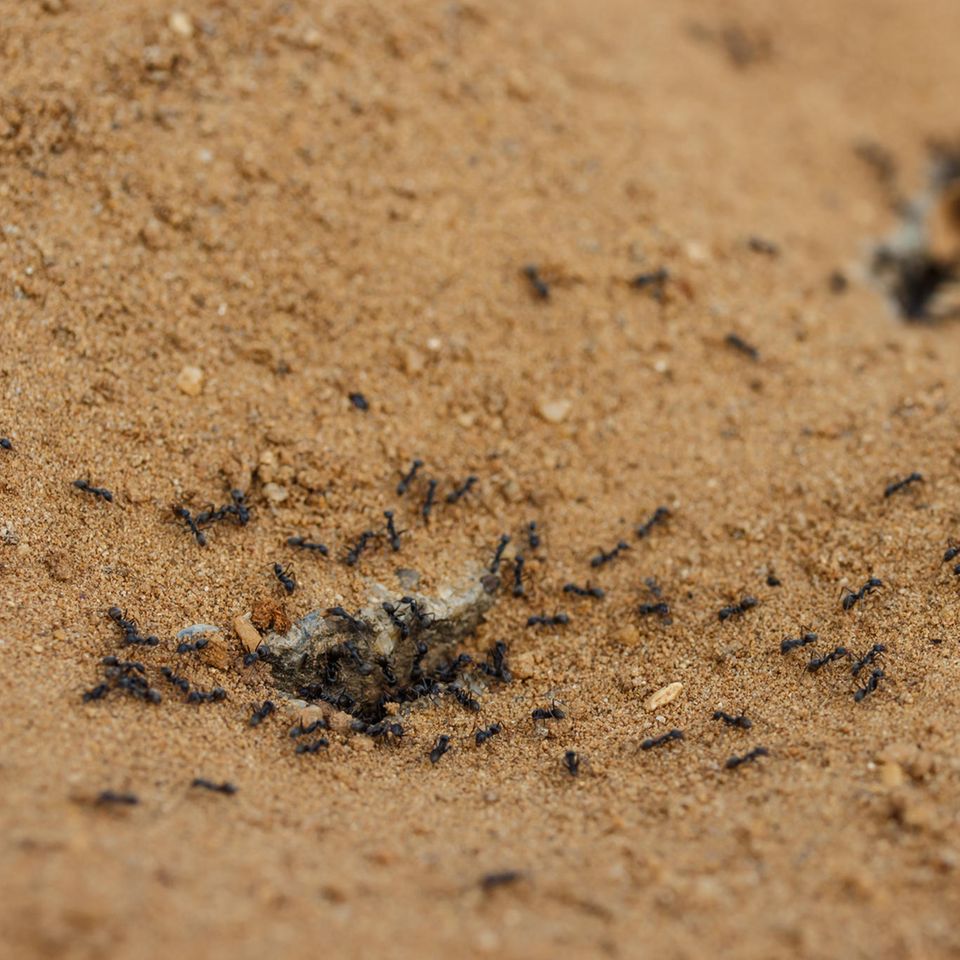 Ameisen im Sand