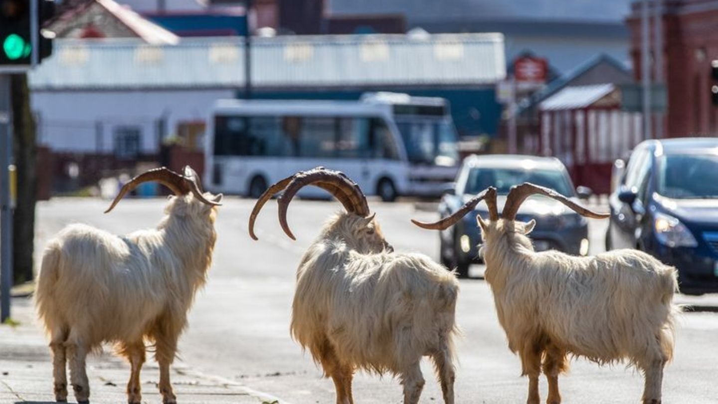 Ziegen stehen im Frühjahr 2020 auf einer Straße im walisischen Llandudno, die aufgrund der Corona-Ausgangsbeschränkungen nur sch