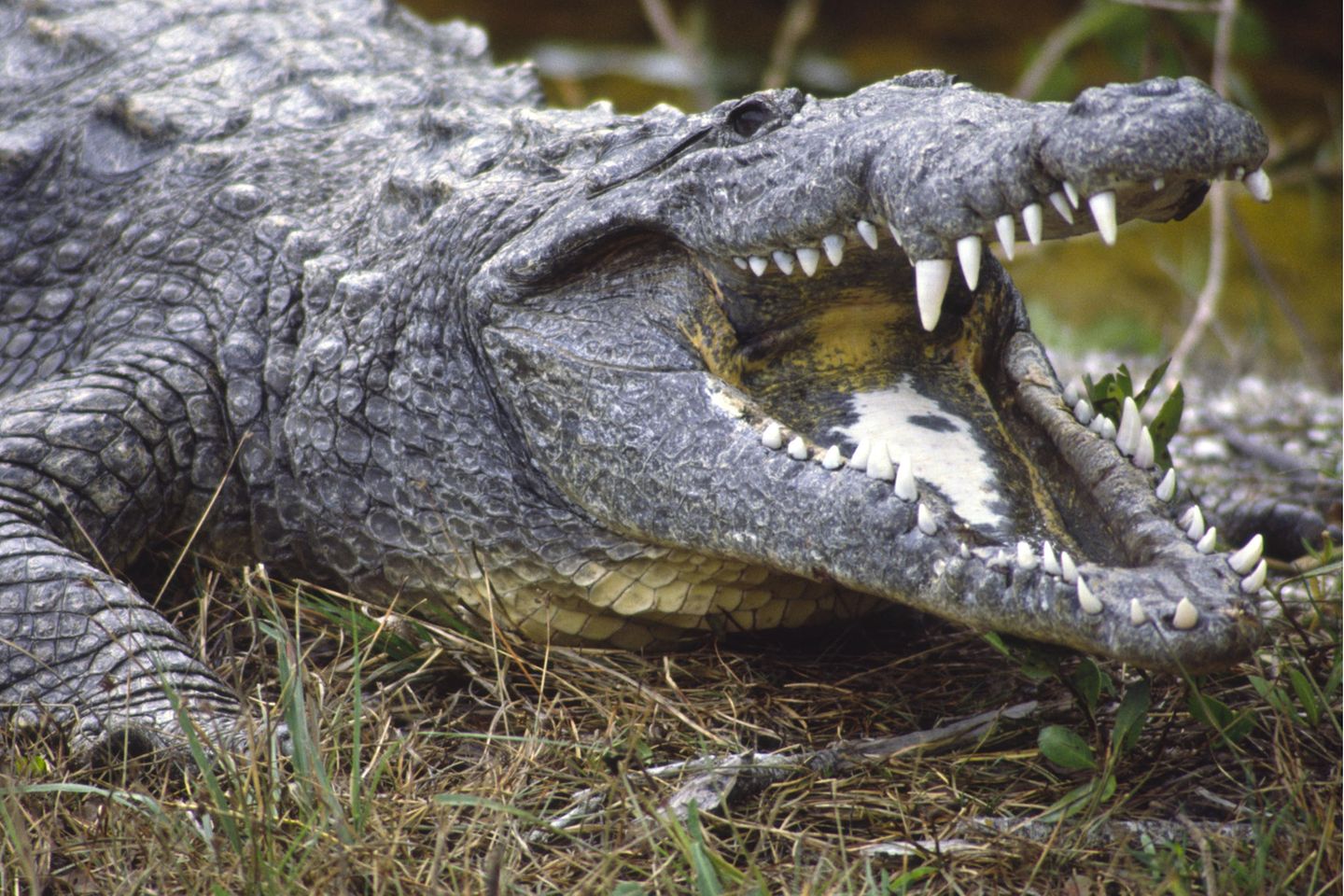 Ein Spitzkrokodil, Crocodylus acutus