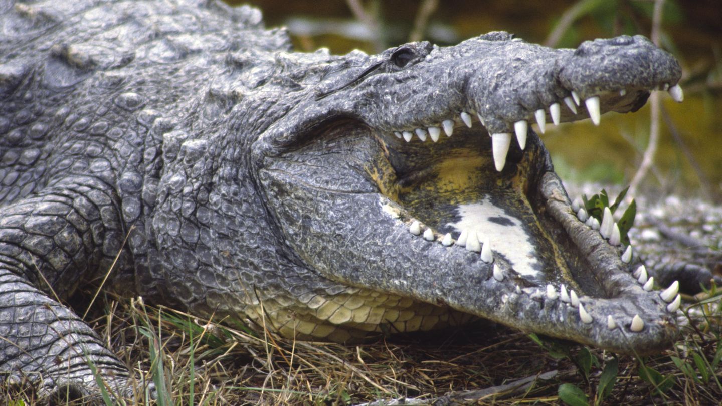 Ein Spitzkrokodil, Crocodylus acutus