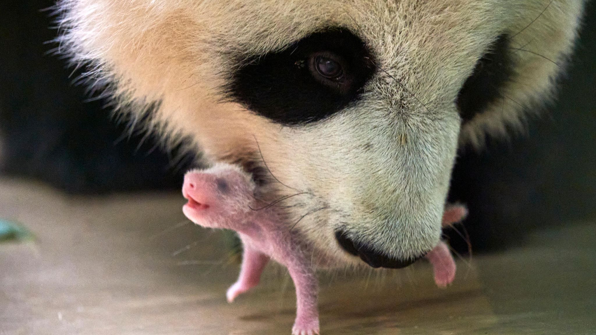 Pandamutter hebt ihr Junges vorsichtig mit dem Maul hoch