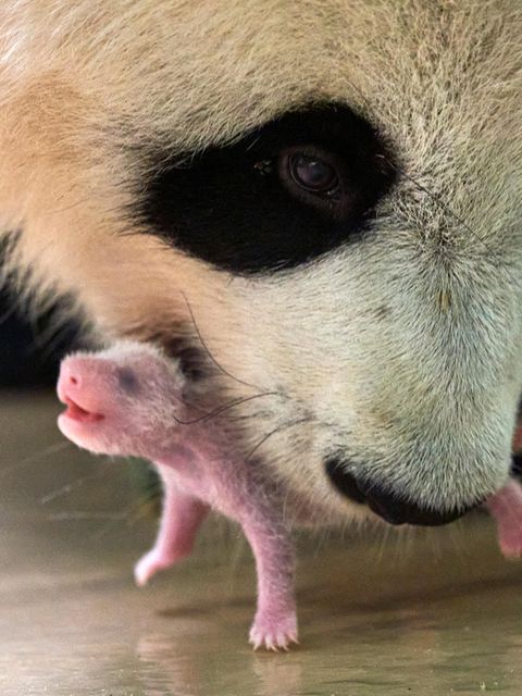 Pandamutter hebt ihr Junges vorsichtig mit dem Maul hoch