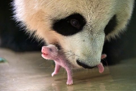 Pandamutter hebt ihr Junges vorsichtig mit dem Maul hoch