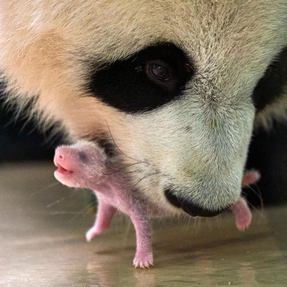 Pandamutter hebt ihr Junges vorsichtig mit dem Maul hoch