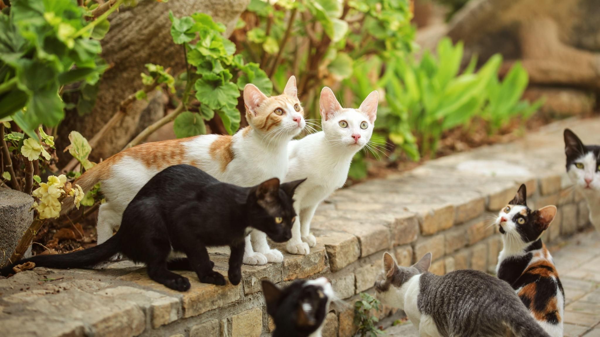 Straßenkatzen sitzen auf einer Mauer und schauen erwartungsvoll Straßenkatzen sitzen auf einer Mauer und schauen erwartungsvoll