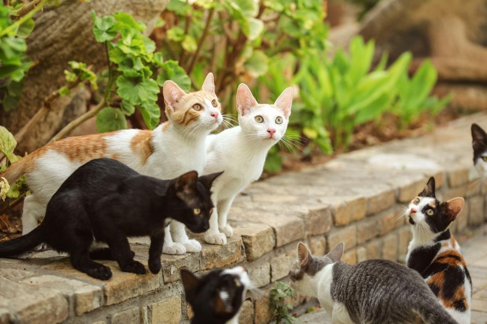 Straßenkatzen sitzen auf einer Mauer und schauen erwartungsvoll