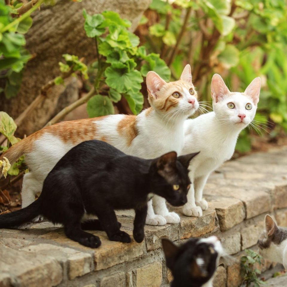 Straßenkatzen sitzen auf einer Mauer und schauen erwartungsvoll
