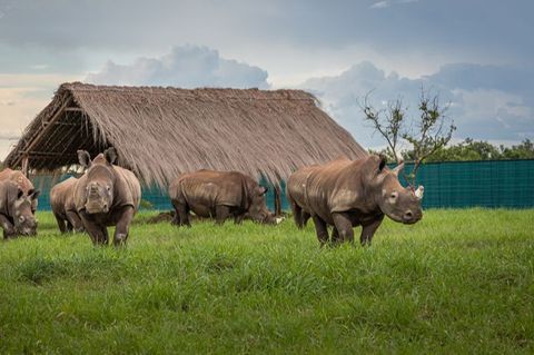 Die Nashörner kommen in Garamba an
