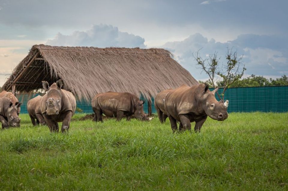 Die Nashörner kommen in Garamba an. Foto: Martin Van Rooyen/African Parks/dpa