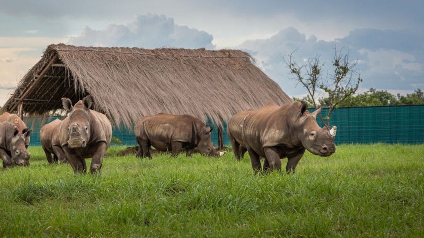 Die Nashörner kommen in Garamba an
