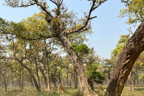 Im Sal-Wald von Gaidahawa gibt es keine Naturverjüngung