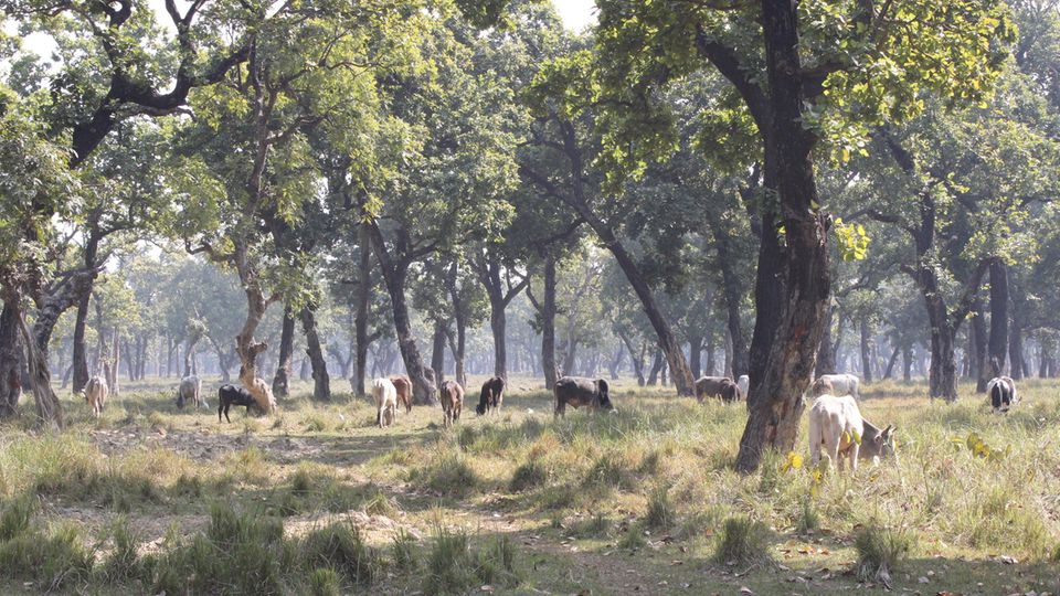Wilde Kühe in Gaidahawa Unter den Sal-Bäumen grasen verwilderte Kühe