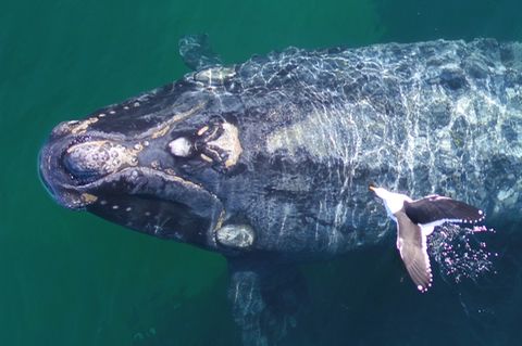 Vor Argentinien reißen Möwen den Glattwalen Fleisch vom Rücken