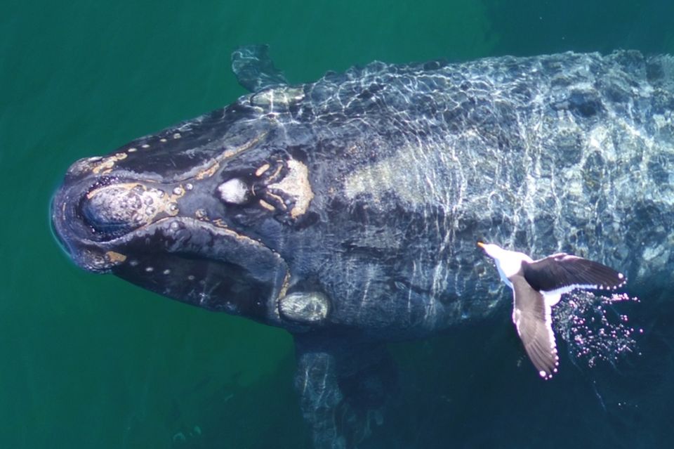 Vor Argentinien reißen Möwen den Glattwalen Fleisch vom Rücken