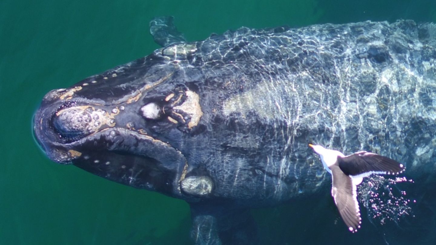 Vor Argentinien reißen Möwen den Glattwalen Fleisch vom Rücken
