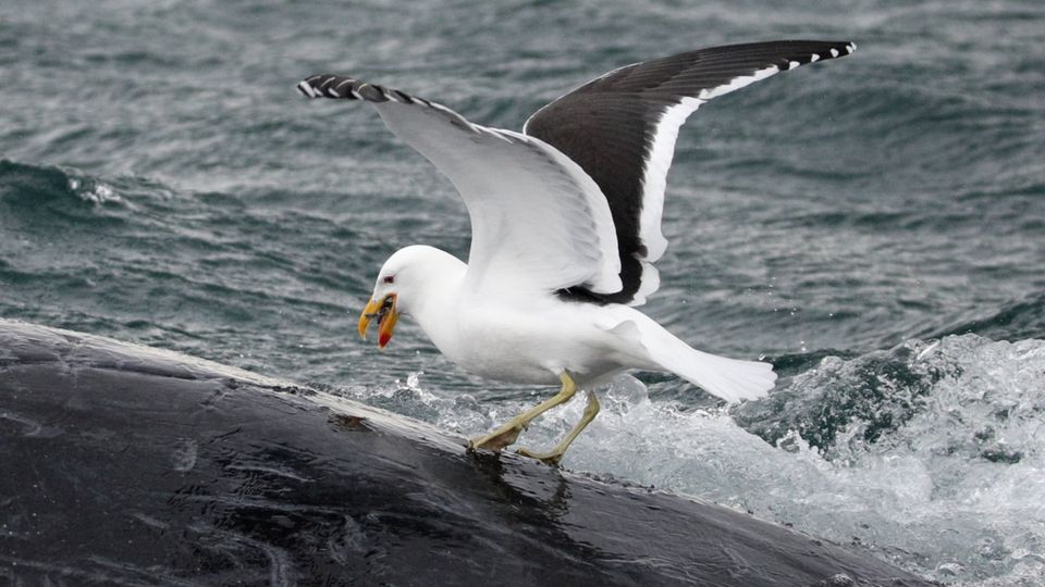 Eine Möwe reißt einem Wal Fleisch aus dem Rücken