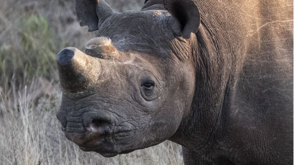 Nashorn in Steppe blickt in Richtung Kamera. Das hintere Horn fehlt, das vordere ist gekürzt. Auf seinem Rücken sitzen Vögel Nashorn in Steppe blickt in Richtung Kamera. Das hintere Horn fehlt, das vordere ist gekürzt. Auf seinem Rücken sitzen Vögel