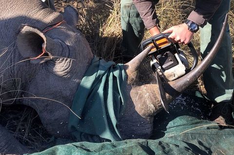 Ein betäubtes Nashorn liegt auf dem Boden. Die Augen sind verdeckt. Ein Tierschützer sägt das Horn ab
