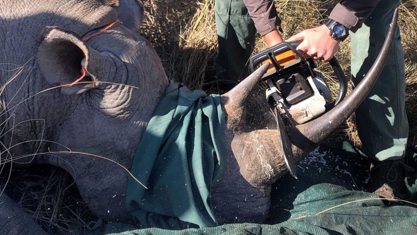 Ein betäubtes Nashorn liegt auf dem Boden. Die Augen sind verdeckt. Ein Tierschützer sägt das Horn ab