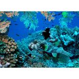 Korallenriff mit vielen verschiedenen Fischarten